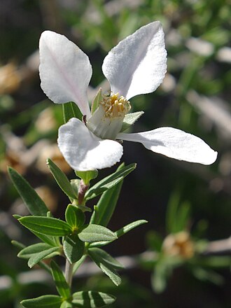 Cliff Fendlerbush (Fendlera rupicola)