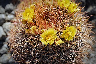 California Barrel Cactus (Ferocactus cylindraceus)
