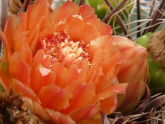Fishhook Barrel Cactus (Ferocactus wislizeni)