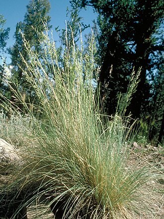 Arizona Fescue (Festuca arizonica)