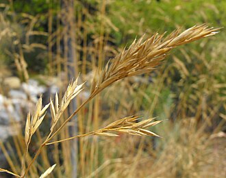 California Fescue (Festuca californica)