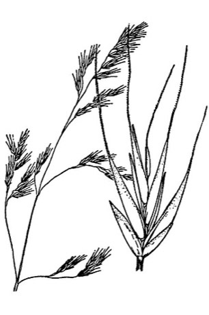 Western Fescue (Festuca occidentalis)