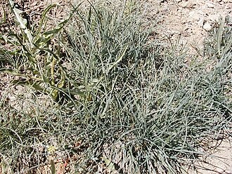 Roemer's Fescue (Festuca roemeri)