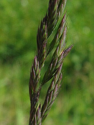 Red Fescue (Festuca rubra)
