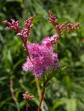 Queen-of-the-Prairie (Filipendula rubra)