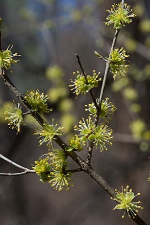 Eastern Swampprivet (Forestiera acuminata)