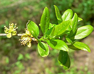 New Mexico Olive (Forestiera neomexicana)