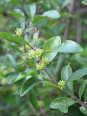 Florida Swampprivet (Forestiera segregata)
