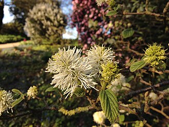Dwarf Fothergilla (Fothergilla gardenii)