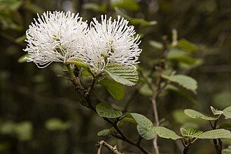 Mountain Witch Alder (Fothergilla major)
