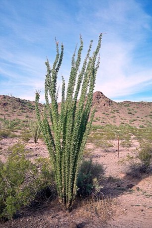 Ocotillo (Fouquieria splendens)