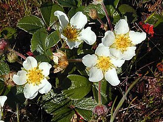 Coastal Strawberry (Fragaria chiloensis)