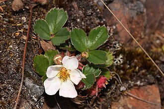 Wild Strawberry (Fragaria virginiana)