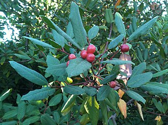 California Coffeeberry (Frangula californica)