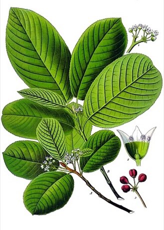 Cascara (Frangula purshiana)