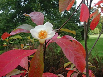 Franklin Tree (Franklinia alatamaha)