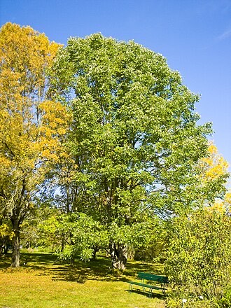 White Ash (Fraxinus americana)