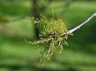 Mexican Ash (Fraxinus berlandieriana)