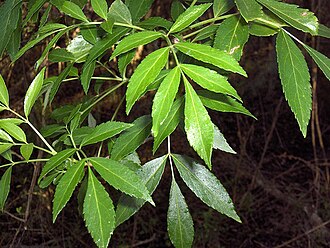 Carolina Ash (Fraxinus caroliniana)