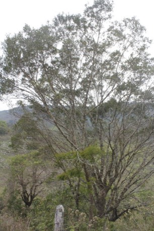 Gregg's Ash (Fraxinus greggii)