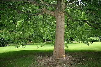 Oregon Ash (Fraxinus latifolia)