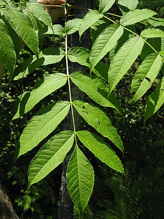 Black Ash (Fraxinus nigra)