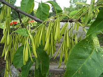 Green Ash (Fraxinus pennsylvanica)