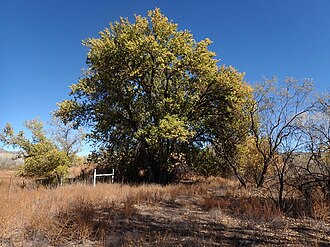 Velvet Ash (Fraxinus velutina)