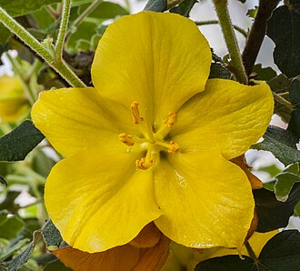 California Flannelbush (Fremontodendron californicum)