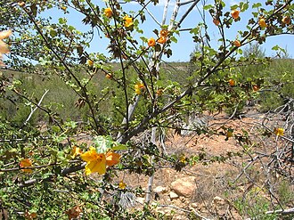 Mexican Flannelbush (Fremontodendron mexicanum)