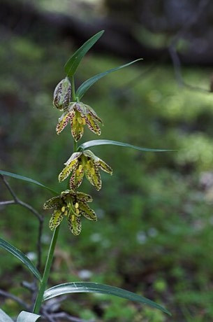 Chocolate Lily (Fritillaria affinis)