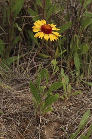 Blanketflower (Gaillardia aristata)