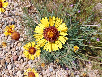 Red Dome Blanketflower (Gaillardia pinnatifida)