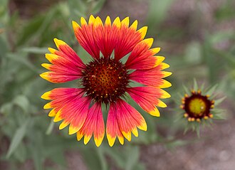 Firewheel (Gaillardia pulchella)
