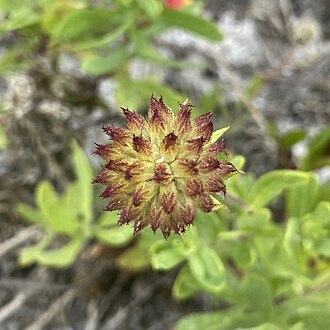 Pincushion Daisy (Gaillardia suavis)