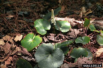 Beetleweed (Galax urceolata)