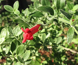 Island Bush Snapdragon (Gambelia speciosa)