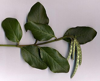 Coast Silktassel (Garrya elliptica)