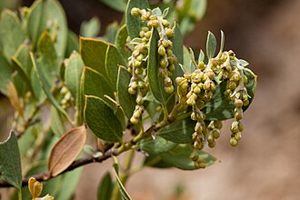 Wright's Silktassel (Garrya wrightii)