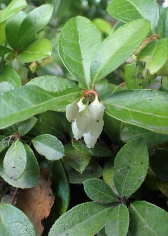 Wintergreen (Gaultheria procumbens)