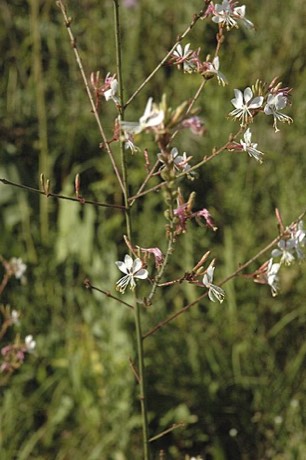 Biennial Beeblossom (Gaura biennis)