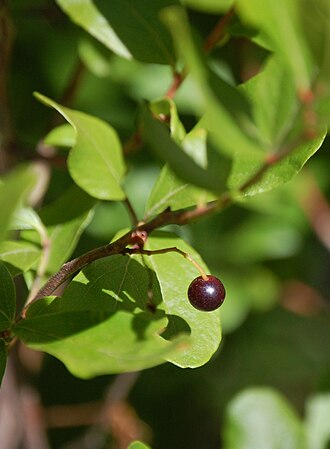 Black Huckleberry (Gaylussacia baccata)