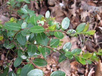 Box Huckleberry (Gaylussacia brachycera)
