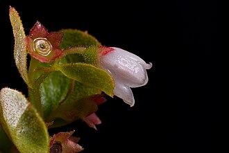 Dwarf Huckleberry (Gaylussacia dumosa)