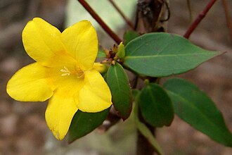 Swamp Jessamine (Gelsemium rankinii)