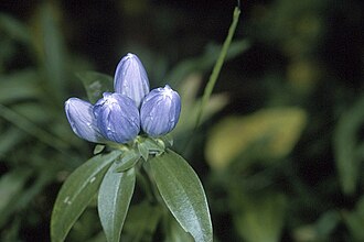Meadow Bottle Gentian (Gentiana clausa)