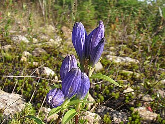 Narrow-leaved Gentian (Gentiana linearis)