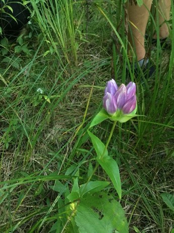 Closed Red Gentian (Gentiana rubricaulis)