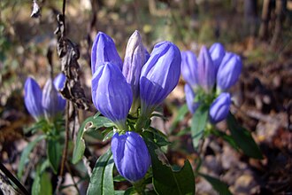 Soapwort Gentian (Gentiana saponaria)
