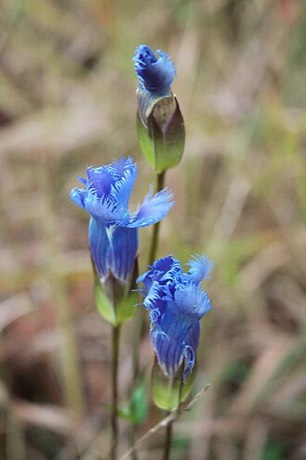Greater Fringed Gentian (Gentianopsis crinita)